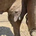 ناقه مصعد