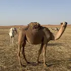 بكره للبيع