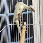 فحل كناري جيبوسو الاسباني  ابيض صافي
