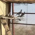 حجل عربي قهد