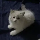 بسه شيرازي