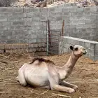قعدان للبيع