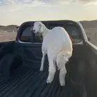 خروف جبر