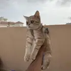 قطط