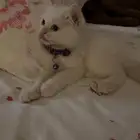 قطه للبيع عمرها شهرين معاها أغراضها لعوبه جدا