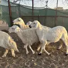 ضان دفيع منوة القناي