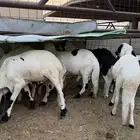 للبيع سواكني مرابي