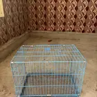 شبك لقطط
