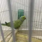 بغباء