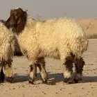 ذبايح خرفان نعيم جذعان