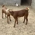 تيس جذع فحل احص