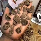 الفهد لنوادر العود الان في المنطقه الجنوبية