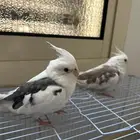 العصفور انباع
