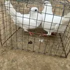 حمام مشكل نضيف من إلا مراض