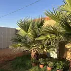 نخل عدد 2 للبيع