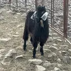 تيس حري للبيع
