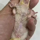 فرخ كويكر لاتينو