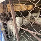 رخال