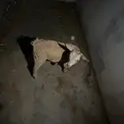 للبيع جفره قزم