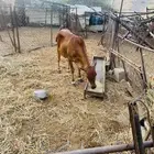 بقر