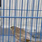 كناري جاسب