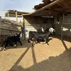 معزا عوارض متابيع