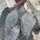دجاج فيومي ألمنيوم