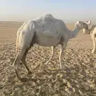 خلفه وضحى معها قعود للبيع
