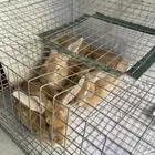 ارانب للبيع