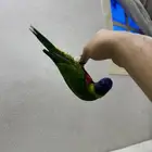 لوري اليف وعدد ومتكلم
