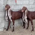 جفرتين حجازيات دهم
