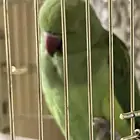ببغاء الدره انثى