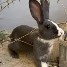 أرانب للبيع ذكر وانثنى الصحه 100