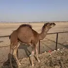 قعود العمر تقريبها  4 شهور