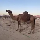 بعير ساحلي للبيع