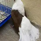 حمامة رقاصي