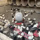 صوص مشكل العدد 200 جوز تقريا