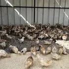 صوص بلدي