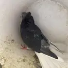 قطيفي مطير شرط