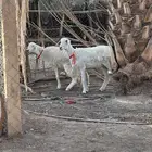 رخال ثنوات مضاريع فحص سونار صنف