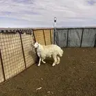 تم البيع