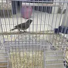 للبيع ياسمين شرط التغريد