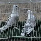 حمام رماني فاخر