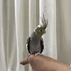 كروان للبيع