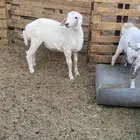 خروف حري للبيع