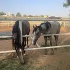 خيول للبيع