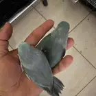 للبيع مني روز فراخه واجواز