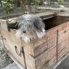 كلب   كلب مريش