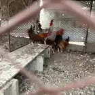 دجاج