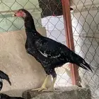 دجاجة باكستاني سندي
